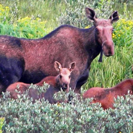 Medicine Bow Lodge Tenmile 外观 照片