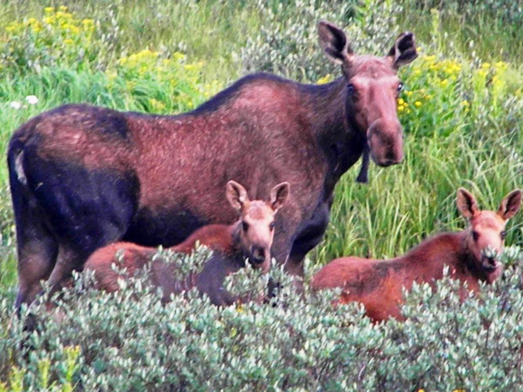 Medicine Bow Lodge Tenmile 外观 照片